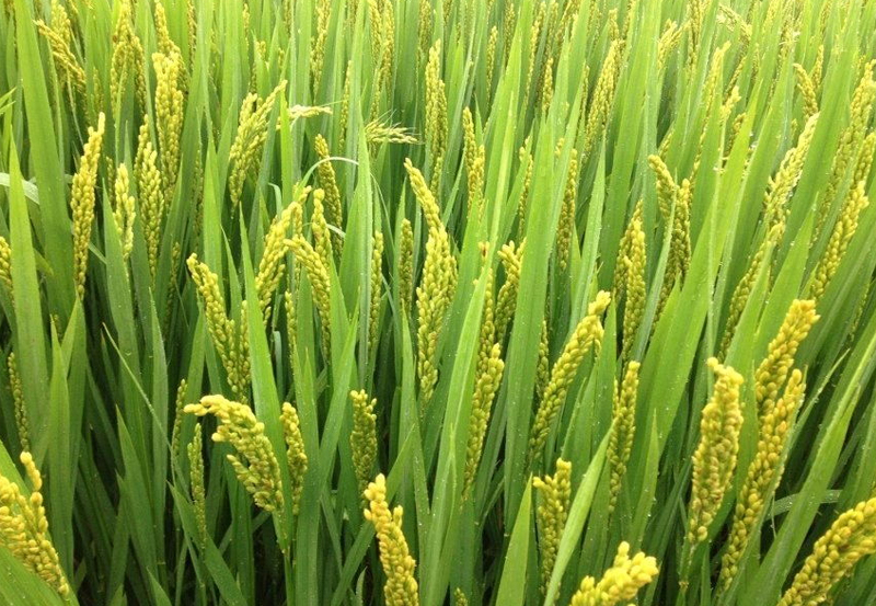 多微素在水稻上的应用